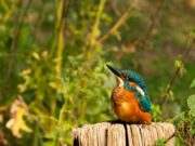 IVN Dintel en Marklanden, wandeling in de Pannenhoef.