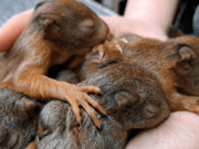 Vogelrevalidatiecentrum Zundert