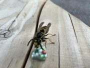 Na Jaar van de wesp nu een goed wespenjaar?