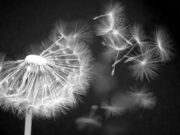 Helmut Fietstechniek