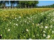 Het mooiste bloemenveld