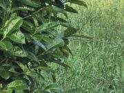 Is er iemand een goudfazant kwijt?