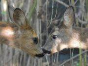 Vogelrevalidatiecentrum Zundert