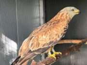 Vogelrevalidatiecentrum Zundert