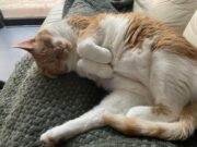 Jodi zoekt een nieuw baasje