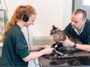 WB Dierenartsen, poli Rijsbergen gaat sluiten