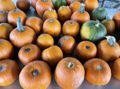 Pompoen uithollen bij Kinderboerderij de leijhoeve