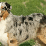 australien shepherd