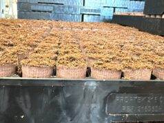 Gezocht per direct voor onze pluggen productie in Rijsbergen