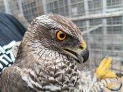 Vogelrevalidatiecentrum Zundert