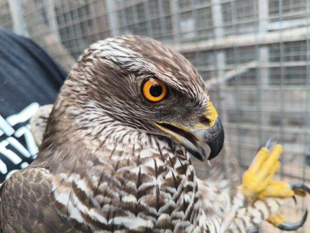 Foto Charles van Campenhout