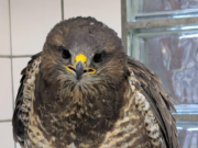 Vogelrevalidatiecentrum Zundert