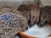 Vogelrevalidatiecentrum Zundert