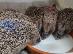 Vogelrevalidatiecentrum Zundert