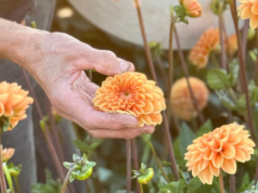 Cursus Dahliateelt: 15 januari 2026