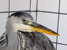 Vogelrevalidatiecentrum Zundert