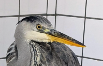 Vogelrevalidatiecentrum Zundert