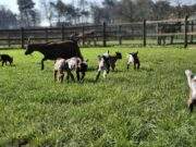 Speelboerderij den Scherpenberg