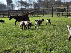 Speelboerderij den Scherpenberg