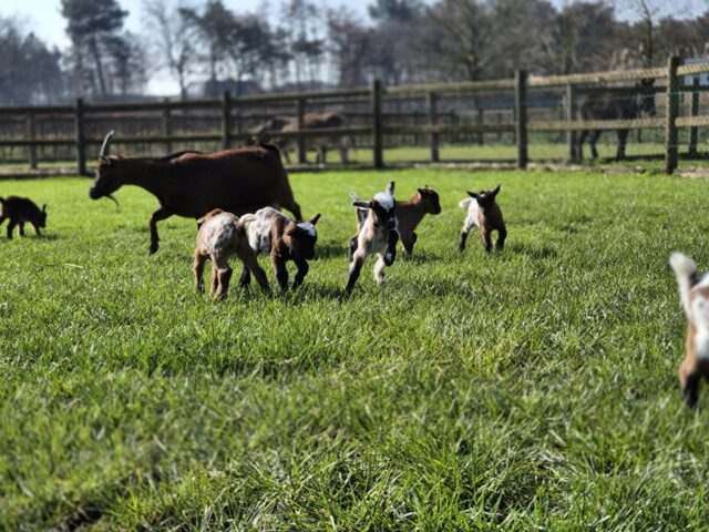 Foto Speelboerderij den Scherpenberg