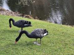 Welkom in Arboretum in Kalmthout