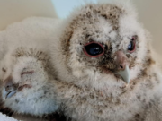 Vogelrevalidatiecentrum Zundert