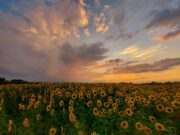 Vijf keer één foto !