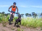Een bijzonder succesvolle Canicross Zundert!