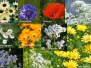 Gratis Zaden voor een bloemenpracht