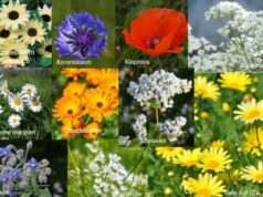 Gratis Zaden voor een bloemenpracht