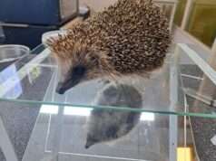 Dit is onze egelspiegel