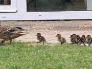 Hoog bezoek op het Vogelrevalidatiecentrum