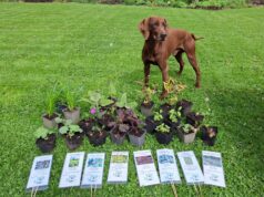Tuinplantenverkoop bij de Moerkenhoeve Rijsbergen
