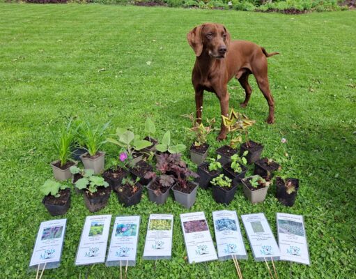 Tuinplantenverkoop bij de Moerkenhoeve Rijsbergen