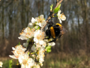 Voedselbos ‘t Oekel Rijsbergen