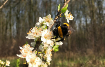 Voedselbos ‘t Oekel Rijsbergen