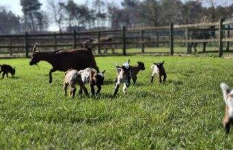 Speelboerderij den Scherpenberg