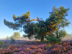 Heidefoto’s van Marlies van Geel