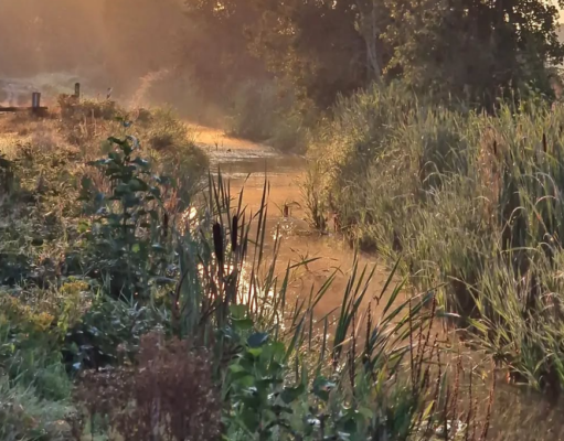 Marlies van Geel: Rijsbergen-Etten-Leur, Rondgors en Pannenhoef