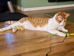 Vermist oranje-wit gekleurde poes