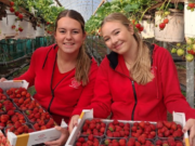 Het Aardbeienterras