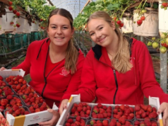 Het Aardbeienterras
