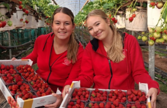 Het Aardbeienterras