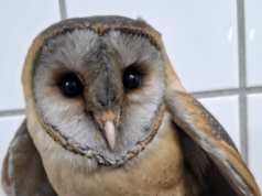 Vogelrevalidatiecentrum Zundert