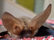 Vogelrevalidatiecentrum Zundert