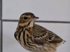 Vogelrevalidatiecentrum zundert: een bijzondere gast uit Achtmaal…..