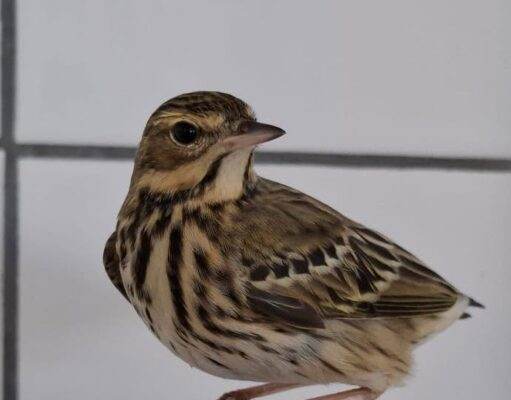 Vogelrevalidatiecentrum zundert: een bijzondere gast uit Achtmaal…..