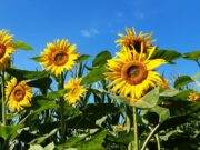 De Zonnebloem Rijsbergen